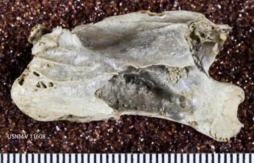 Cygnus paloregonus Cope, 1878