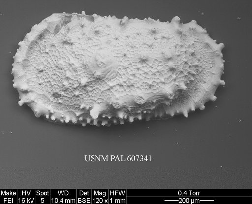 Atlanticythere prethalassia Benson in Supko & Perch-Nielsen Et Al, 1977