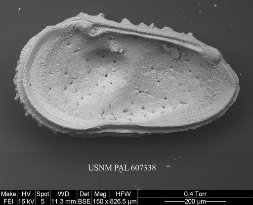 Atlanticythere murareticulata Benson in Supko & Perch-Nielsen Et Al, 1977