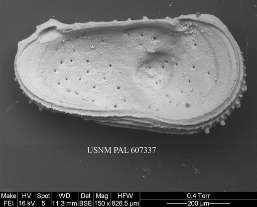 Atlanticythere murareticulata Benson in Supko & Perch-Nielsen Et Al, 1977
