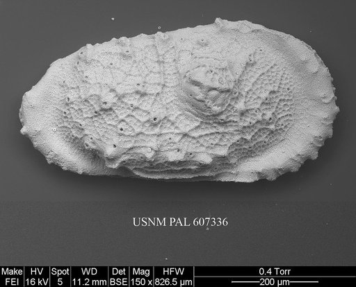 Atlanticythere murareticulata Benson in Supko & Perch-Nielsen Et Al, 1977
