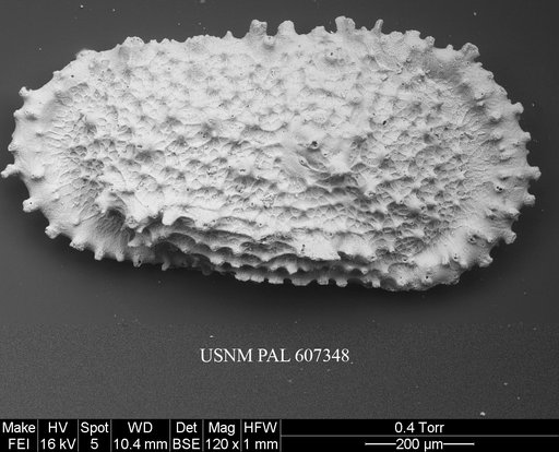 Atlanticythere prethalassia Benson in Supko & Perch-Nielsen Et Al, 1977