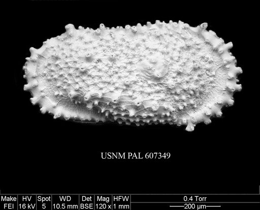 Atlanticythere prethalassia Benson in Supko & Perch-Nielsen Et Al, 1977