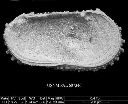 Atlanticythere prethalassia Benson in Supko & Perch-Nielsen Et Al, 1977