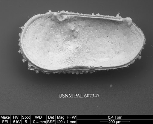 Atlanticythere prethalassia Benson in Supko & Perch-Nielsen Et Al, 1977