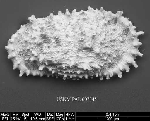 Atlanticythere prethalassia Benson in Supko & Perch-Nielsen Et Al, 1977