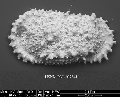 Atlanticythere prethalassia Benson in Supko & Perch-Nielsen Et Al, 1977