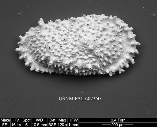 Atlanticythere prethalassia Benson in Supko & Perch-Nielsen Et Al, 1977