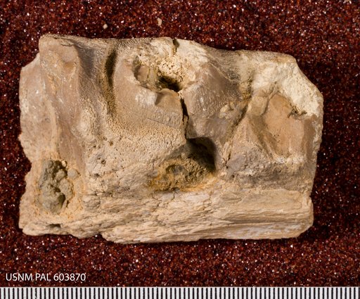 Tylosaurus sp