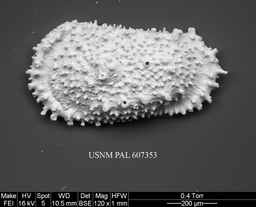 Atlanticythere prethalassia Benson in Supko & Perch-Nielsen Et Al, 1977
