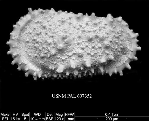 Atlanticythere prethalassia Benson in Supko & Perch-Nielsen Et Al, 1977