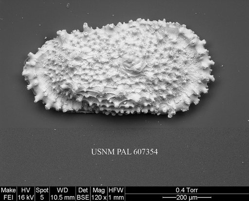 Atlanticythere prethalassia Benson in Supko & Perch-Nielsen Et Al, 1977