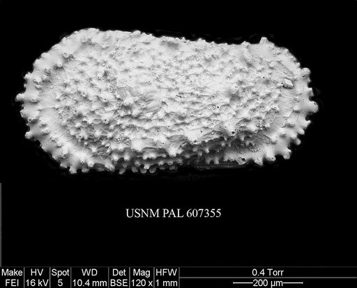 Atlanticythere prethalassia Benson in Supko & Perch-Nielsen Et Al, 1977