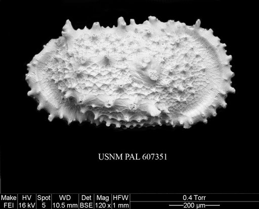 Atlanticythere prethalassia Benson in Supko & Perch-Nielsen Et Al, 1977