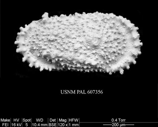 Atlanticythere prethalassia Benson in Supko & Perch-Nielsen Et Al, 1977