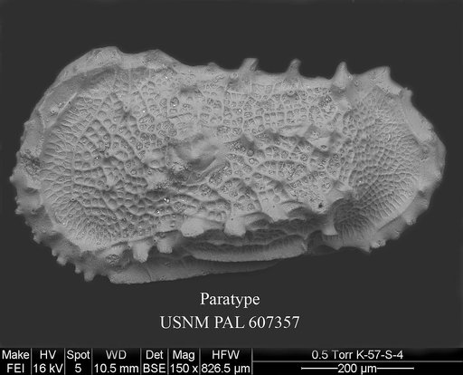 Dutoitella atlantiformis Yasuhara et al., 2015