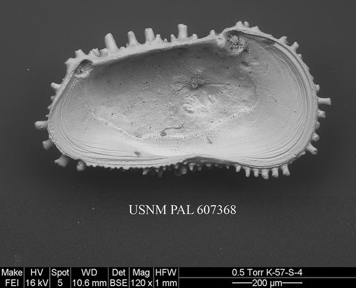 Hirsutocythere hornotina Howe, 1951