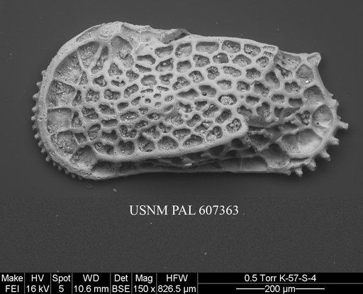 Cletocythereis scutulata (Howe, 1951)