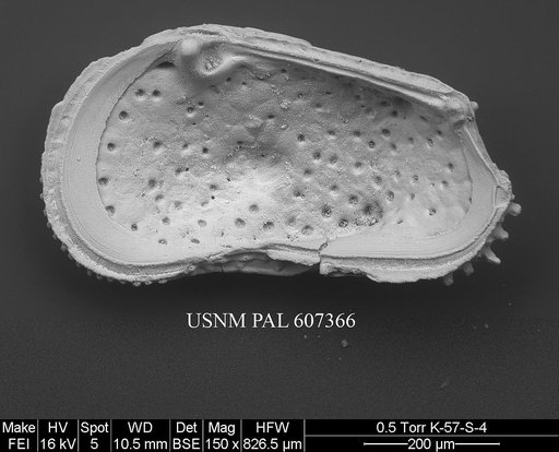 Cletocythereis scutulata (Howe, 1951)
