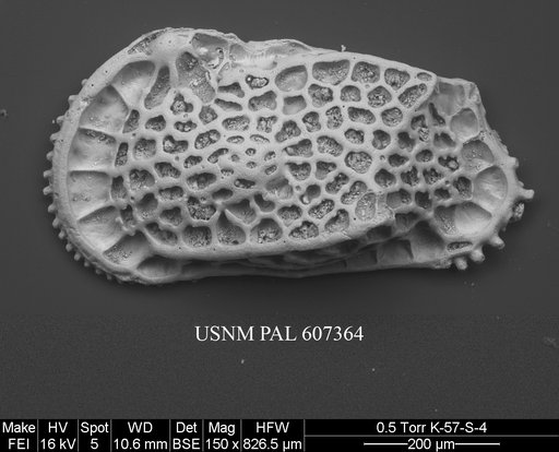 Cletocythereis scutulata (Howe, 1951)