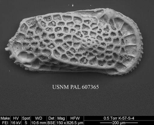 Cletocythereis scutulata (Howe, 1951)