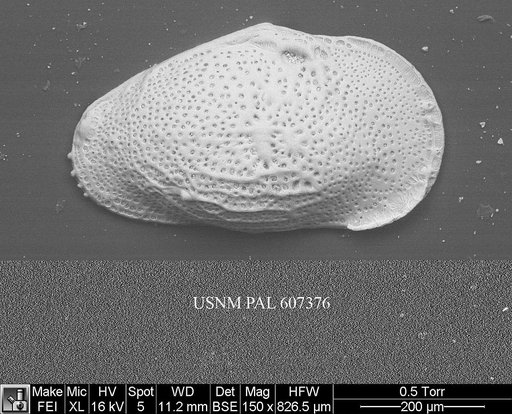 Buntonia textilis Bonaduce, G., et al., 1976