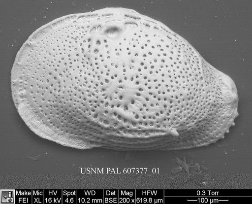 Buntonia textilis Bonaduce, G., et al., 1976