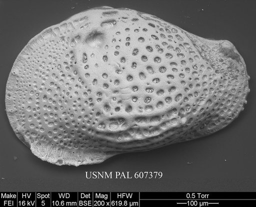 Buntonia textilis Bonaduce, G., et al., 1976