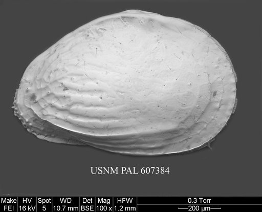 Buntonia radiatopora (Seguenza, 1880)