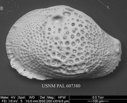 Buntonia textilis Bonaduce, G., et al., 1976