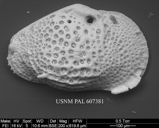 Buntonia textilis Bonaduce, G., et al., 1976