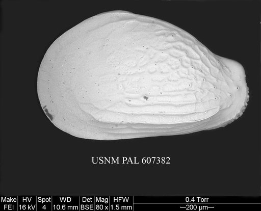 Buntonia radiatopora (Seguenza, 1880)