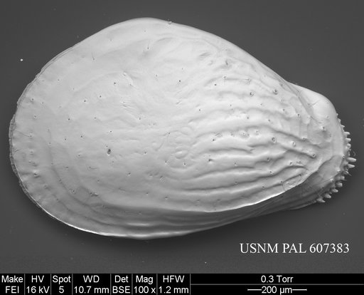 Buntonia radiatopora (Seguenza, 1880)