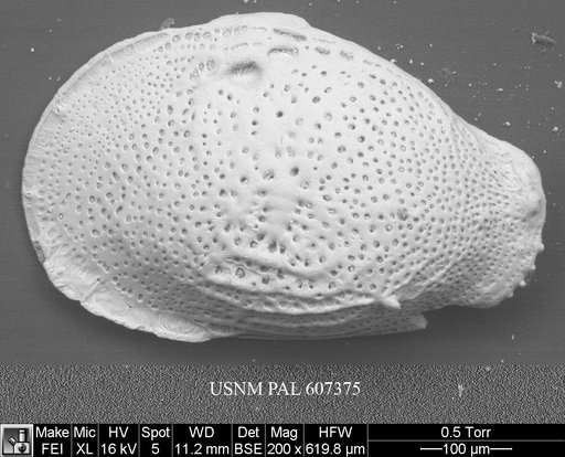 Buntonia textilis Bonaduce, G., et al., 1976