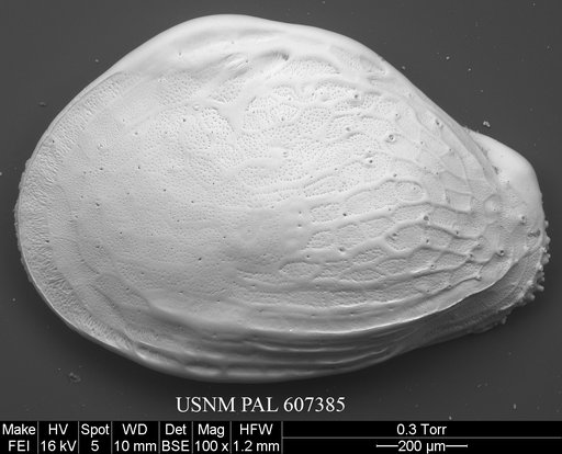 Buntonia radiatopora (Seguenza, 1880)