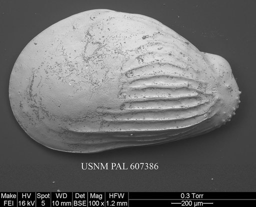 Buntonia radiatopora (Seguenza, 1880)