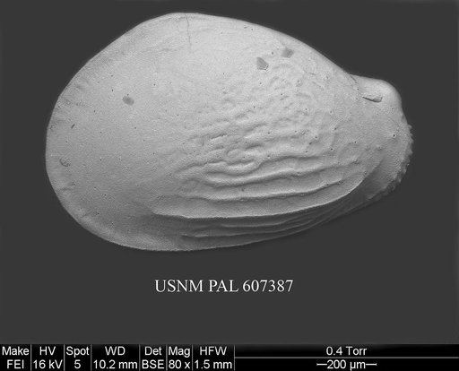 Buntonia radiatopora (Seguenza, 1880)