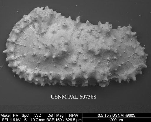 Cythereis cf. ornatissima (Reuss, 1846)