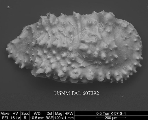 Cythereis ornatissima (Reuss, 1846)