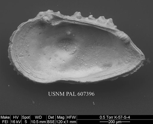 Cythereis ornatissima (Reuss, 1846)