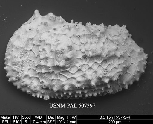 Cythereis sp. 1 Yasuhara et al., 2015