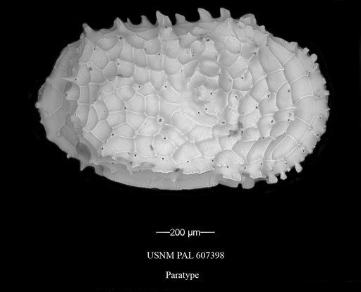 Dutoitella cronini Yasuhara et al., 2015