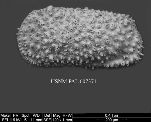 Echinocythereis cf. melobesioides Yassini & Jones, 1995