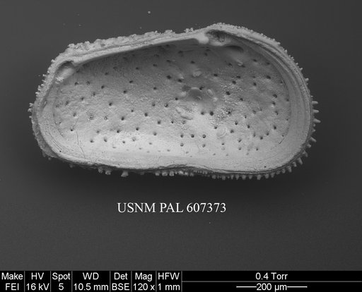 Echinocythereis cf. melobesioides Yassini & Jones, 1995