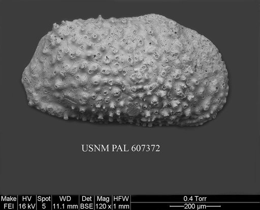 Echinocythereis cf. melobesioides Yassini & Jones, 1995