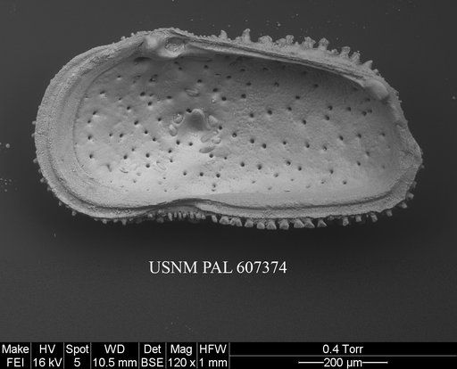 Echinocythereis cf. melobesioides Yassini & Jones, 1995