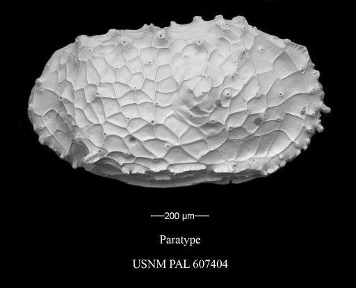 Dutoitella cronini Yasuhara et al., 2015