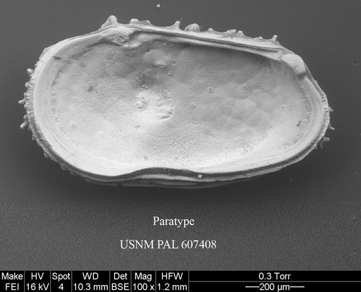 Dutoitella cronini Yasuhara et al., 2015
