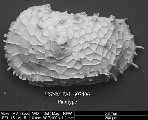 Dutoitella cronini Yasuhara et al., 2015
