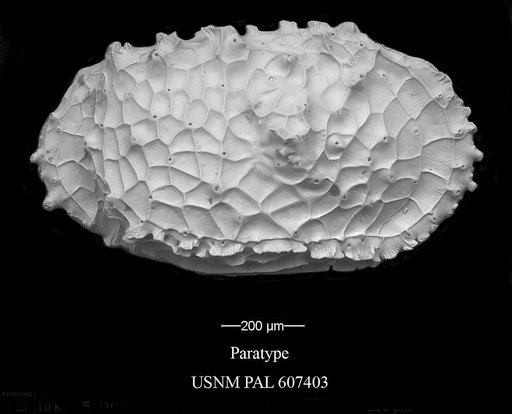 Dutoitella cronini Yasuhara et al., 2015
